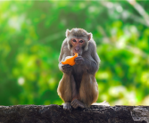 贵州的猴子已经进化到上班了：主打一个“带薪摸鱼” ！