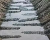河道水位下降 露出满河底地笼 网友：这里的鱼都犯了天条吗？