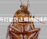 开灯是否能防止蟑螂上床（开灯是否可以阻止蟑螂爬上床）