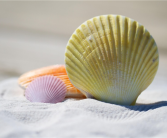 两年禁令松动：日本海鲜首次恢复对华出口 !