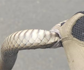 1毫克就可致死！女子户外寻宝 世界第二毒蛇钻入鞋内 !