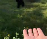 女子在动物园被大猩猩反向投喂 网友惊呆了！