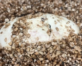 国内首次 亚洲首例！科莫多巨蜥孤雌生殖繁育成功 ！