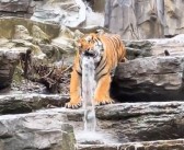 河南一老虎咬水管玩成“虎口瀑布”：游客还以为是雕塑！